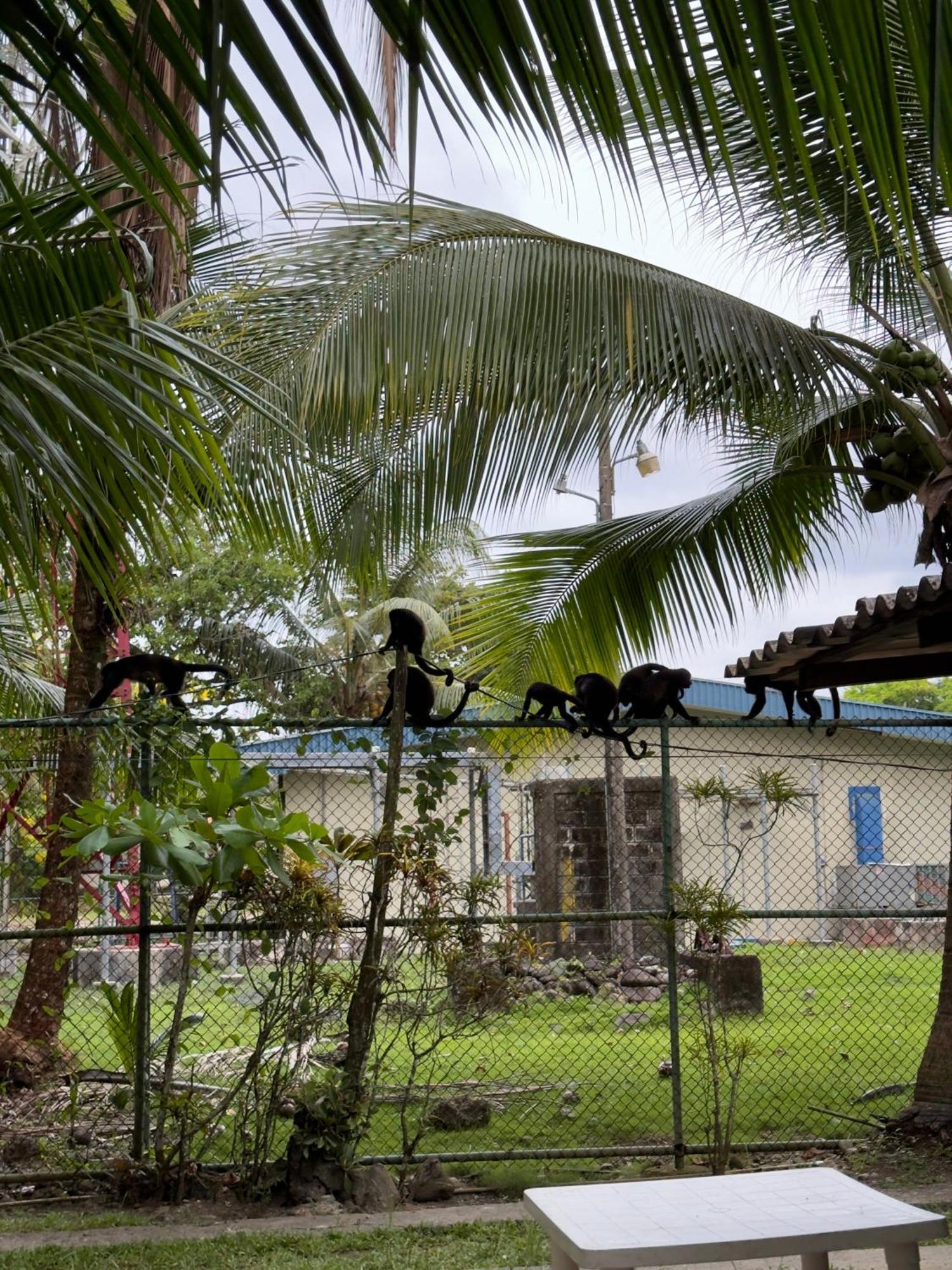 Casa Mamre Hostel Cahuita Kültér fotó