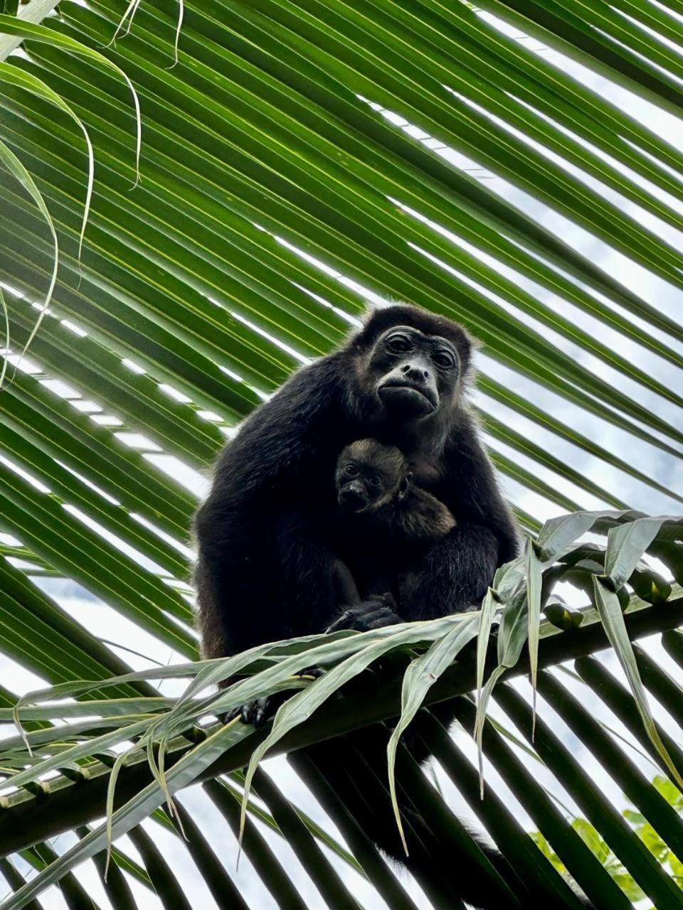 Casa Mamre Hostel Cahuita Kültér fotó