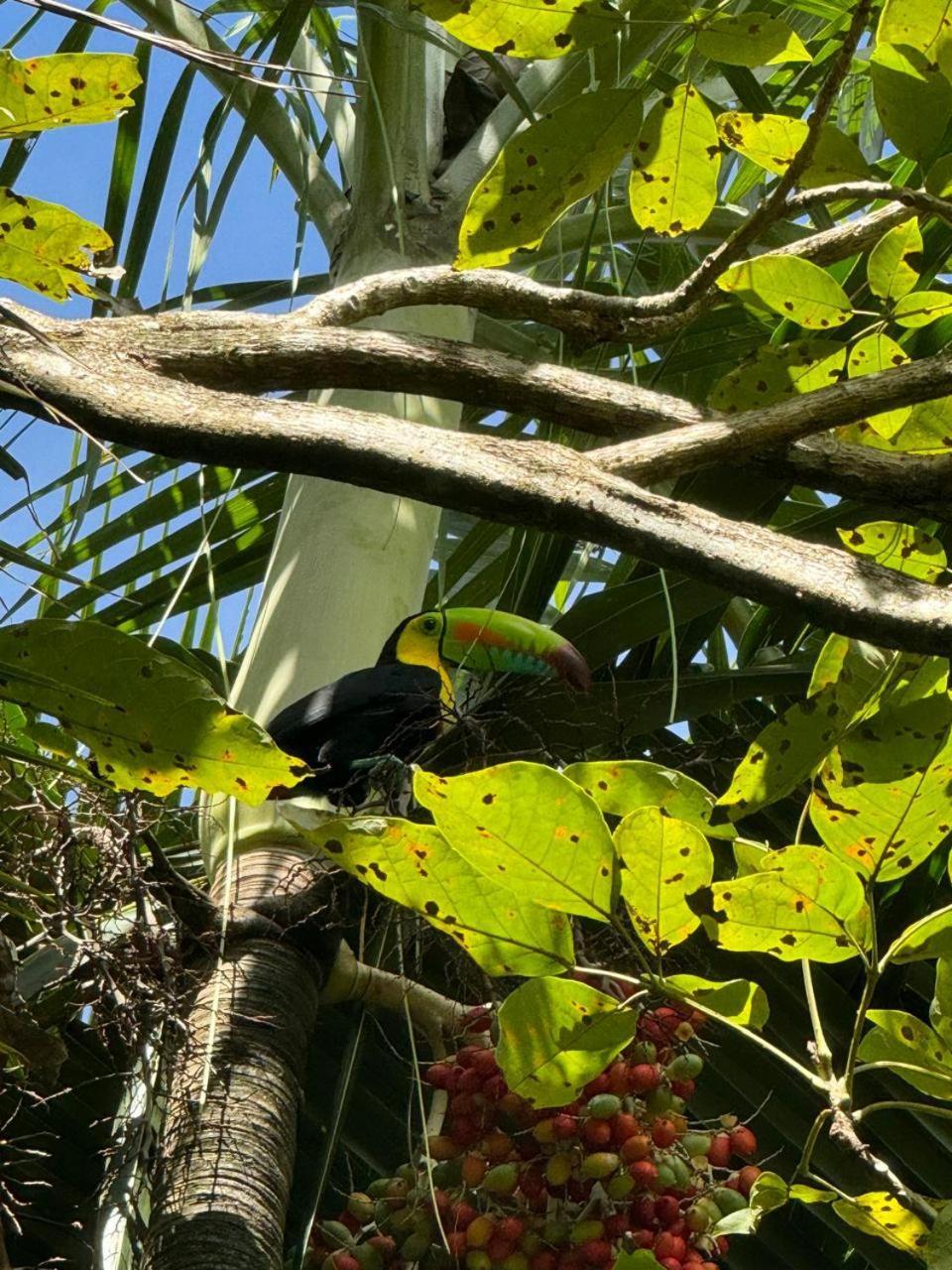 Casa Mamre Hostel Cahuita Kültér fotó